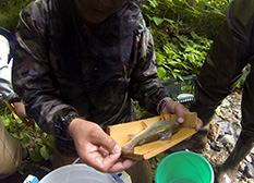 After fish are measured, they are immediately released back into the river