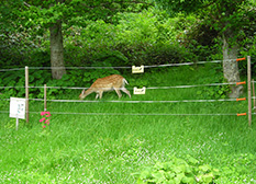 Deer eats grass near the electric fence