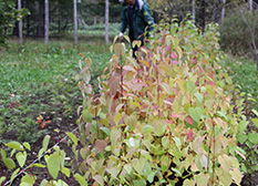 Planting of Japanese Judas tree seedlings began in the spring of 2014