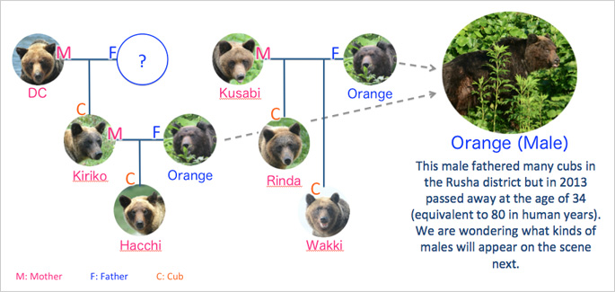 Family tree of brown bears