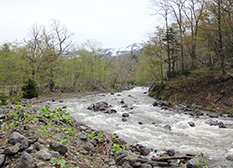 The Iwaobetsu River in May. Melting snow is causing high water levels