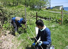 Erecting the electric fence that winds its way along the coast of Rausu Town. Erecting the fence while standing on the hillside is physically demanding work